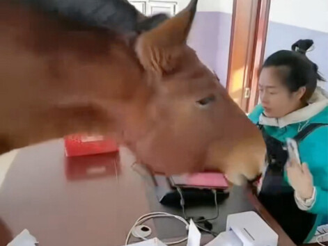 The character "chuang" is realistic; the horse just walks straight into the house to find someone.