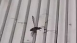 mosquito room
