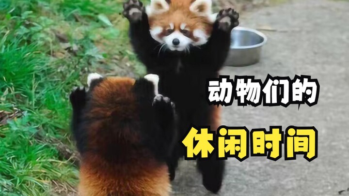 Animals’ Leisure Time