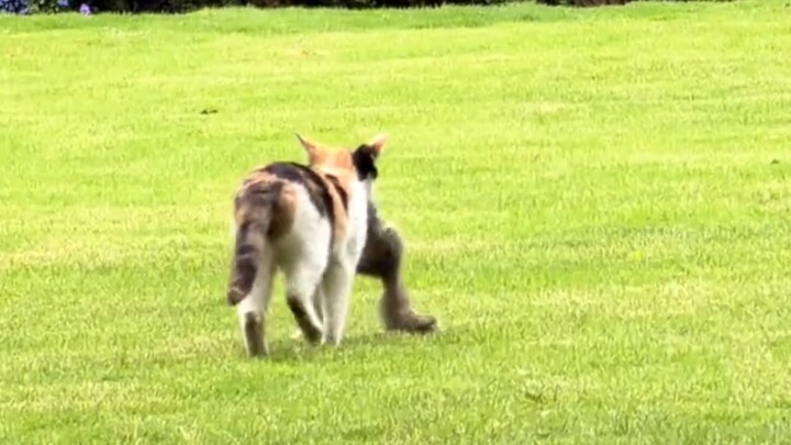 Cat: Squirrels are rodents too—I’ll give you a 20-meter head start.