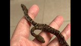 Peliharaan Reptil|Bagian Terakhir Keseharian Memelihara Ular Kepala Dua