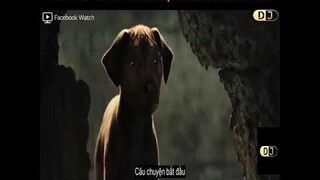 Review Phim: A DOG'S WAY HOME