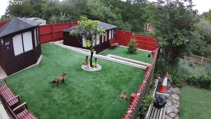 A fox breaks in and runs wild in your yard! A scene captured by the security camera.