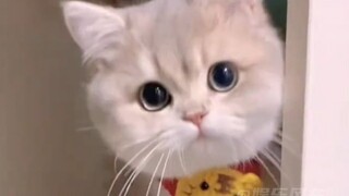 为什么你会觉得猫很可爱？