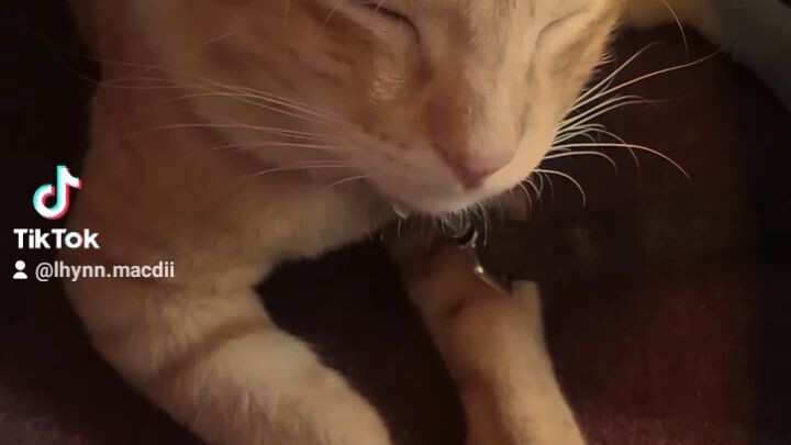 pusa Kong bigo