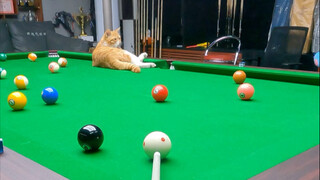 طاولة بلياردو اليوسفي الصغير