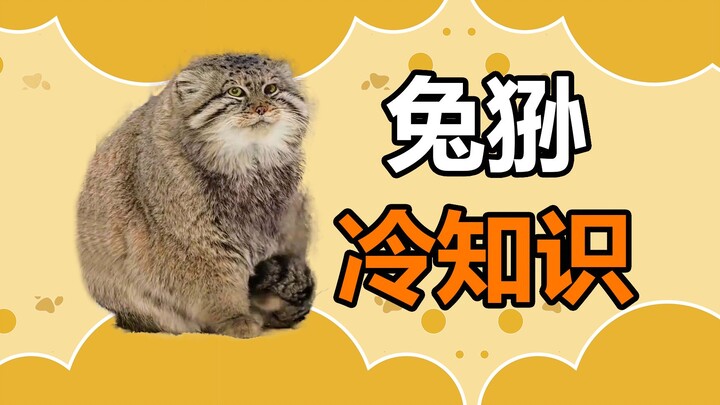 Fakta Menarik tentang Hewan Peliharaan: Pallas’s Cat, Hewan yang Dijuluki “Sang Penjara Seumur Hidup