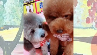 CUTE PET #น่ารัก&ตลก #5555+