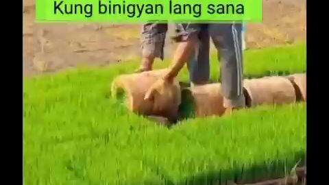 Bansang PNAS.nA NAPAG IWNAN