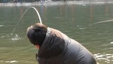 Ikan Besar 130 Kati di Kolam Ditangkap oleh Pemancing Ahli