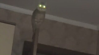 Saya begadang hingga larut malam sambil cosplay burung hantu