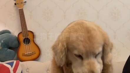 อุปกรณ์ช่วยป้องกันหมาโกรธมาแล้ว