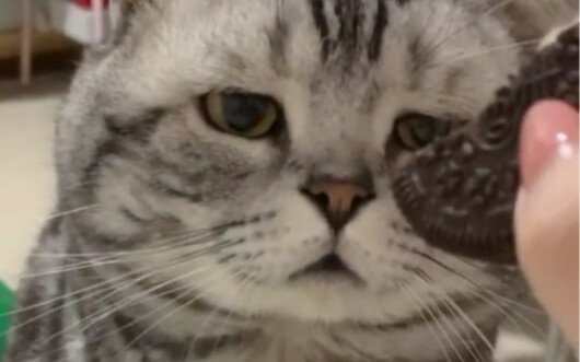 Không thể nào đâu! Chẳng lẽ lại có bé mèo nào không chén được Oreo đến mức khóc òa lên thật sao～