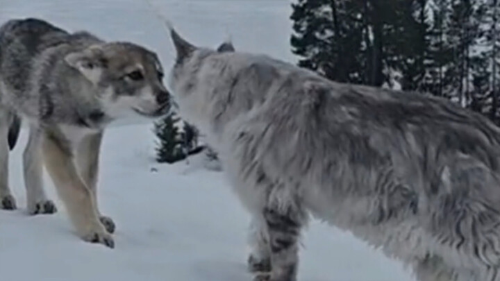 أليس هذا نوعًا آخر من القطط والكلاب؟