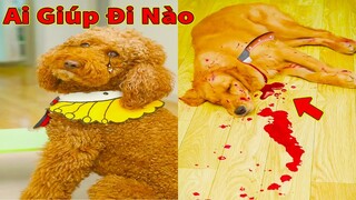 Thú Cưng TV | Cô cô và Sầu riêng #5 | Chó Golden Gâu Đần thông minh vui nhộn | Pets cute smart dog