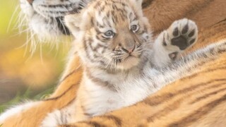 The little tiger accidentally fell into the water, and the tiger father came to see if the little ti