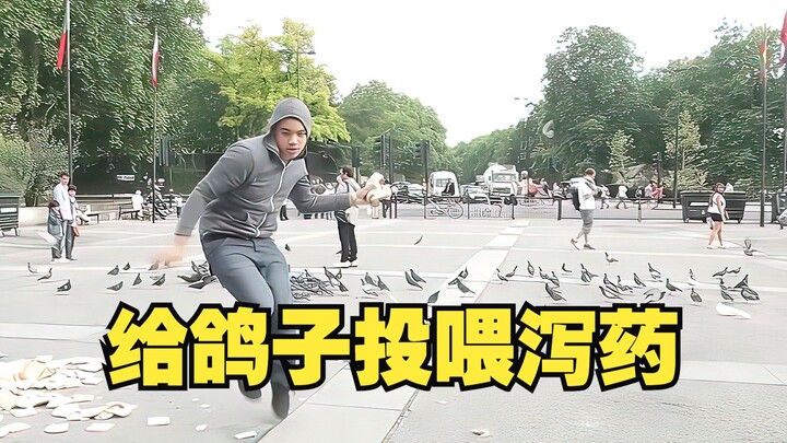 The consequences of feeding laxatives to 100 pigeons