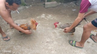 spar magulang vs bata.. ready for brooder