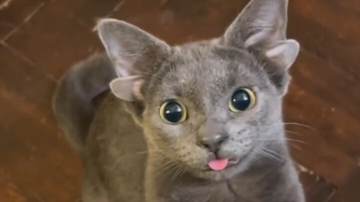 Induk kucing melahirkan anak kucing ber-telinga-empat dan khawatir pemiliknya akan menolaknya, namun