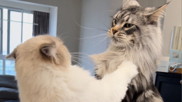 Ragdoll vs. Maine Coon: Fight and Retreat!