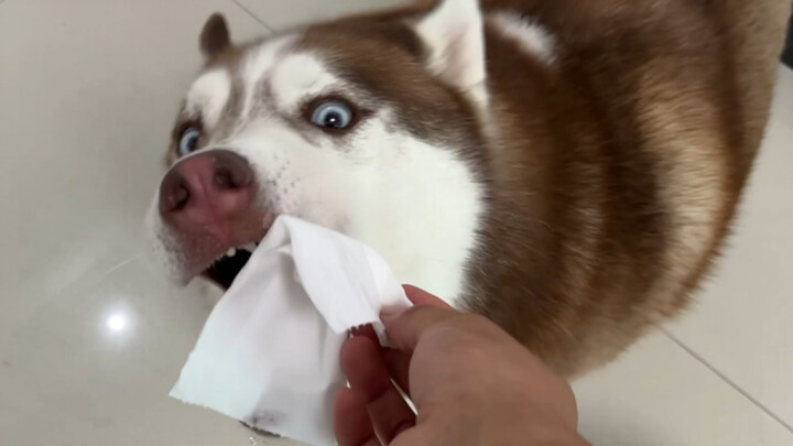 “Pavlov’s Dihua”