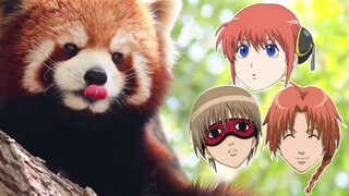 Gintama Animal Edition, triangle relationship!