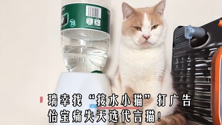 Luckin Coffee mời “chú mèo lấy nước” làm đại diện quảng cáo, Nongfu Spring đành ngậm ngùi mất đi chú