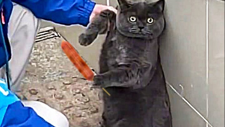 Cat: I just ate it—go ahead, call the cops!