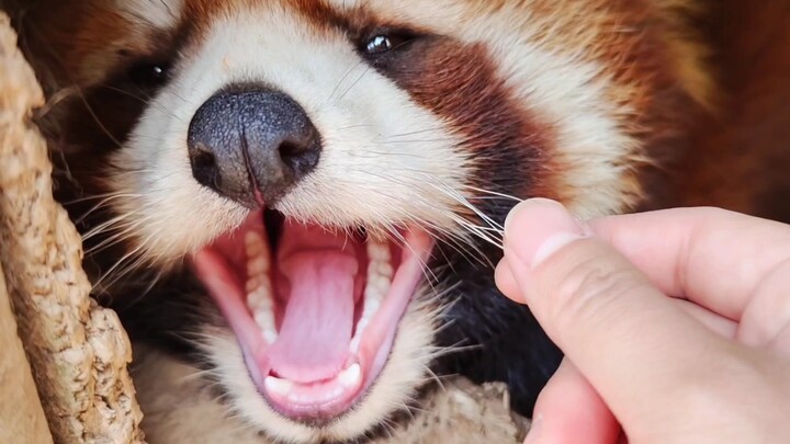 This toy cat is so lifelike! It sticks its tongue out as soon as you touch it 😸 (Its eyes, nose, lip