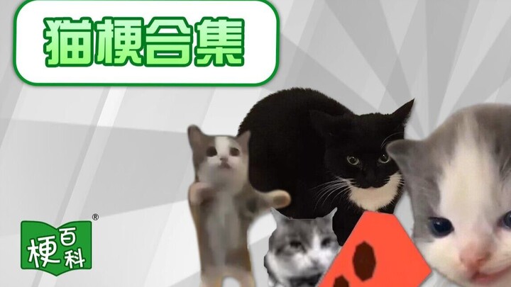 【Ensiklopedia Terrier】Kucing yang senang? Kucing bau? Baca semua meme kucing populer terbaru sekalig