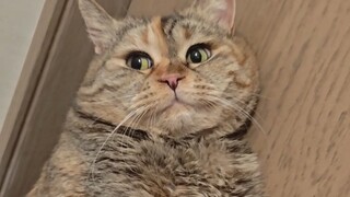 Sudut dinding membatasi kucing kecil untuk menunjukkan kemampuannya