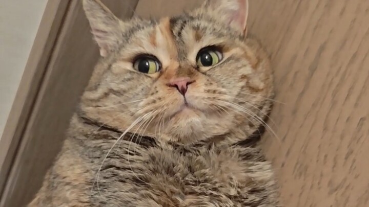 The corner restricts the kitten's potential