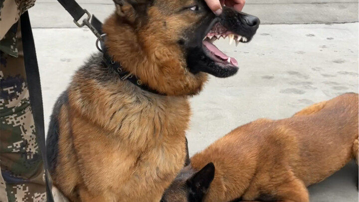 فقد كلب جيرمن شيبرد في ساحة بمئات الملايين! أنثى، عمرها أكثر من سنتين، شهيتها كبيرة: تأكل وجبتين كام