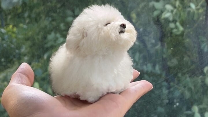 《🐶Chú chó minh bạch trên tay – Không ai khác ngoài bạn》