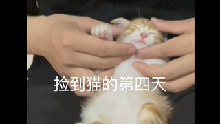 Hari keempat setelah menemukan kucing, memotong kuku Hakimi