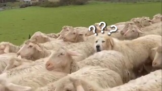 100 Most Confusing Animal Behaviors