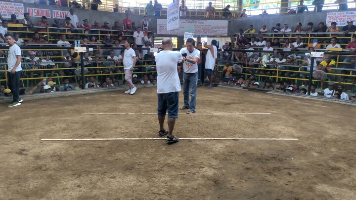 Fight no.1 Win sa 5 cock derby sa Looc Cockpit Arena