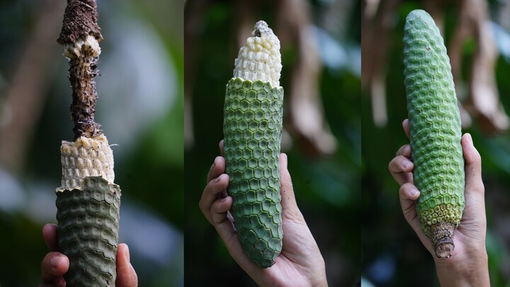 Such a common monstera actually hides incredibly delicious fruits!