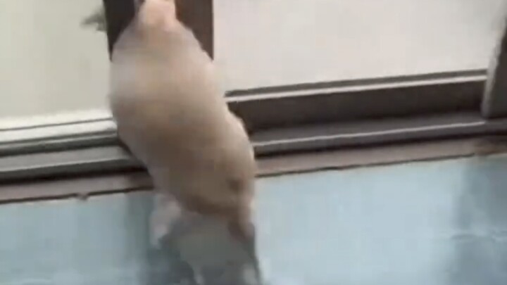 Anjing Hancur Total 2