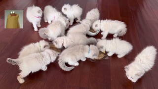Masih ingatkah Anda dengan pria yang memelihara 70 kucing Ragdoll? Saya datang ke rumahnya!