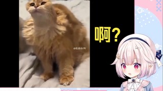 日本萝莉看《猫：快救我 我又又又卡住了》看懵了
