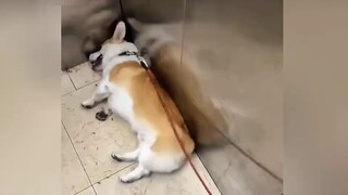 The current situation of dog walking, the sadness that only dog owners can understand