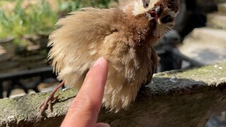 Saya pikir itu adalah burung mainan, jadi saya menekan
