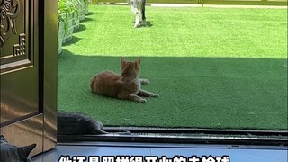 Anjing gembala Border yang satu ini benar-benar banyak akal, gampang sekali tertipu olehnya!