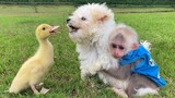 Video anak kera, anjing dan bebek bermain bersama