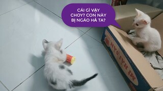 Dạy Mèo Tự Chơi 1 Mình - Funny and Cute Cat | MI LU