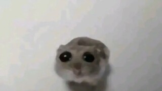 可怜鼠鼠