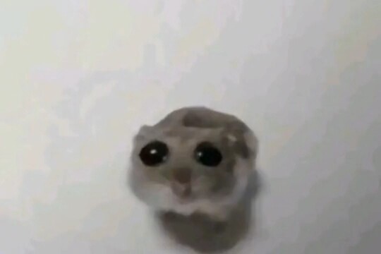 可怜鼠鼠