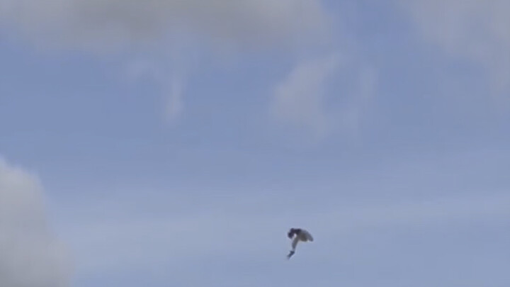 【Wang Zai Has Depth】The latest video is here—come check it out!