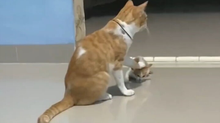 Bimbingan belajar si kucing juga cukup ketat.